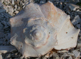 Knobbed Whelk